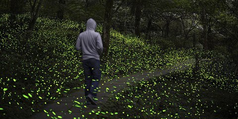 Εκπληκτικό θέαμα -Χιλιάδες πυγολαμπίδες σε δάσος της Ταϊβάν [εικόνα]