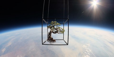 Ενα μπονσάι στο διάστημα. Ο Ιάπωνας καλλιτέχνης Αζούμα Μακότο θέλησε να κάνει μία διαφορετική φωτογράφιση στο διάστημα. Εστειλε λοιπόν εκεί ένα μπονσάι και μία σύνθεση από ορχιδέες, ορτανσίες, λίλιουμ και άλλα λουλούδια, τα οποία ήταν τοποθετημένα σε ένα 