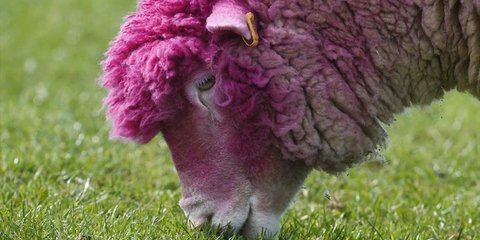 Πρόβατο βαμμένο ροζ σε βοσκότοπο της Βόρειας Ιρλανδιας. Σκόπος της αλλαγής του χρώματος του προβάτου είναι να υποδεχτεί τους ποδηλάτες του Γύρου της Ιταλίας μιας και ο πρωτοπόρος του αγώνα φοράει ροζ πουλόβερ.