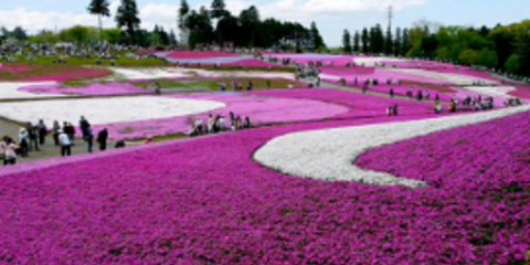  Το ανθισμένο ροζ πάρκο Χιτσουτζιγιάμα φέρνει την Άνοιξη στην Ιαπωνία [εικόνες]