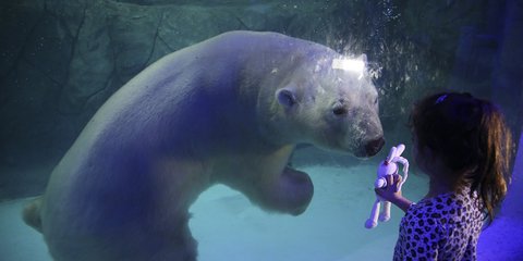 Παίζοντας με τις πολικές αρκούδες