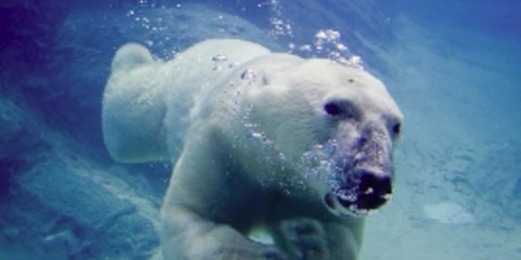 Αρχαιότερη από όσο νομίζαμε αποδεικνύεται η πολική αρκούδα