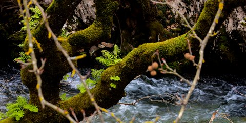 Ανοιξη στον ποταμό Ερύμανθο στην Αχαΐα – Φωτογραφία: ΑΝΤΩΝΗΣ ΝΙΚΟΛΟΠΟΥΛΟΣ/EUROKINISSI