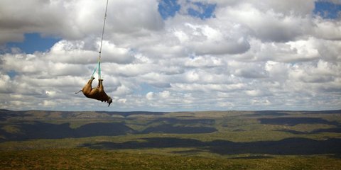 Ενας ρινόκερος «πετάει» στον ουρανό. Το συγκεκριμένο ζώο μεταφέρθηκε με ελικόπτερο ανάμεσα σε περιοχές της Αφρικής, ως μέρος προγράμματος της WWF. Στόχος του είναι να αυξηθεί ο πληθυσμός των μαύρων ρινόκερων, που κινδυνεύουν με εξαφάνιση, εξαπλώνοντας τις