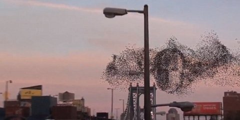 Ο Πούτιν στη... Νέα Υόρκη -Μαγικό πέταγμα πουλιών 