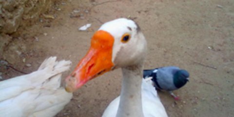 παπαπα τι ειδα η κακομοιρα