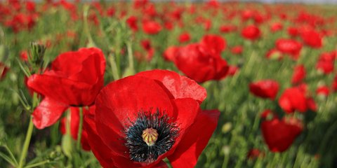 Καλή Πρωτομαγιά! 