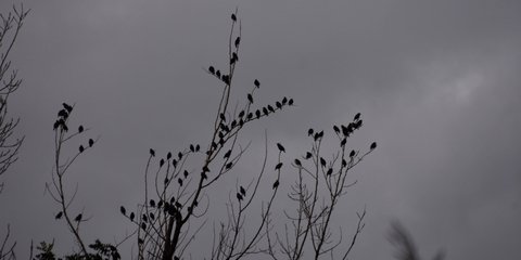 Ψαρόνια «ξεχειμωνιάζουν» στο Ναύπλιο