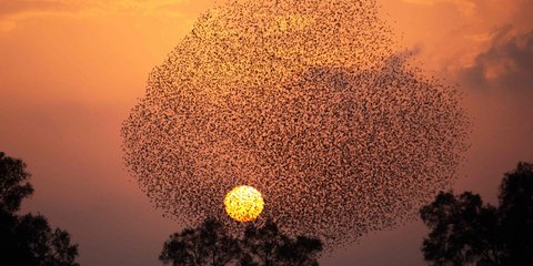 Ψαρόνια ζωγραφίζουν στον ουρανό του Ισραήλ