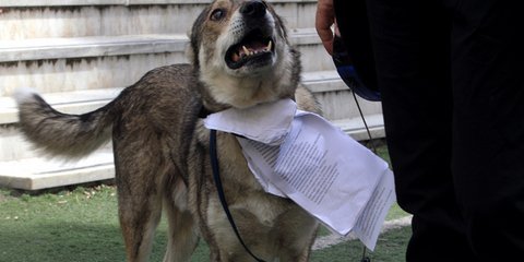 «Η φωτογραφία της ημέρας»: Σκύλος πηγαίνει να... ψηφίσει 