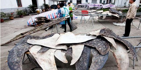 Oι φωτογραφία της ντροπής. Η οργάνωση «Αγρια Ζωή σε κίνδυνο» έδωσε στη δημοσιότητα μια φωτογραφία από εργοστάσιο της Κίνας που θεωρείται το μεγαλύτερο σφαγείο απειλούμενων ειδών στον κόσμο. Στην εικόνα διακρίνονται πτερύγια καρχαριών που αποξηραίνονται κα