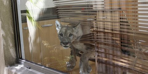 Τι κάνεις όταν αντικρίζεις ένα πούμα να παίζει στην κουζίνα του σπιτιού σου...