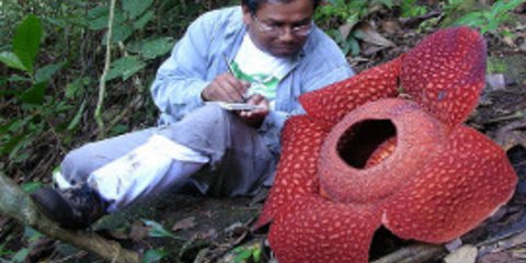 Γιγάντιο λουλούδι 10 κιλών φυτρώνει στα δάση της Ινδονησίας [εικόνες]