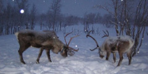 Οδηγώντας το έλκηθρο του Άη Βασίλη - Οι αληθινοί τάρανδοι του χιονιού [εικόνες] 