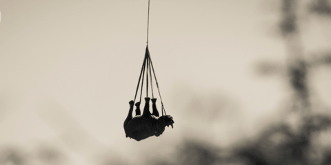 Η εικόνα της ημέρας: Αεροδιακομιδή ρινόκερου με ελικόπτερο