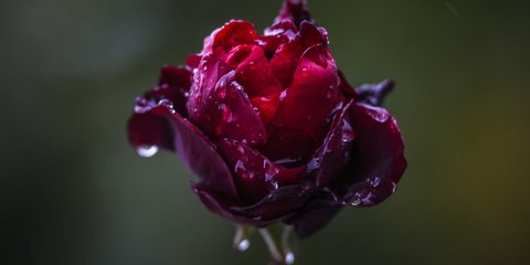 Ενα τριαντάφυλλο στη βροχή που έφερε ο «Ορέστης» -Φωτογραφία: EUROKINISSI/ΘΑΝΑΣΗΣ ΚΑΛΛΙΑΡΑΣ