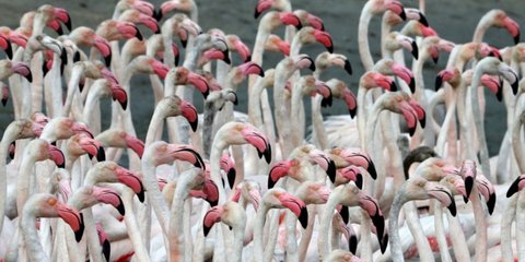 Ροζ φλαμίνγκος στο Ντουμπάι... 