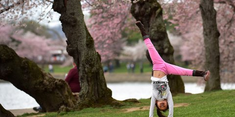 Χορεύοντας στις κερασιές