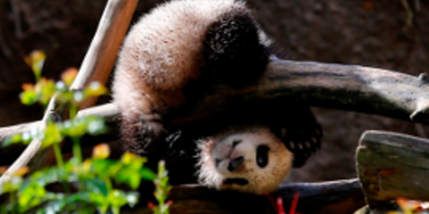 Το διάσημο πάντα του Σαν Ντιέγκο μεγάλωσε και κάνει ακροβατικά [εικόνες]