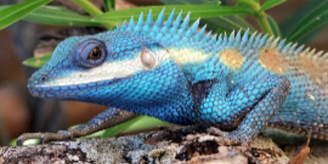Νέο εντυπωσιακό είδος πολύχρωμης σαύρας ανακαλύφθηκε στο Βιετναμ [εικόνες]  