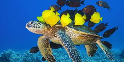 Η απόλυτη ομορφιά του βυθού. Μια θαλάσσια χελώνα «αγκαλιά» με ψάρια στην Κόνα Κόουστ της Χαβάης.