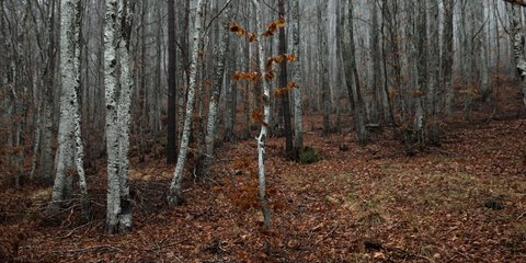 Ο χειμώνας αγκαλιάζει τις Σέρρες -Φωτογραφία: Konstantinos Tsakalidis / SOOC