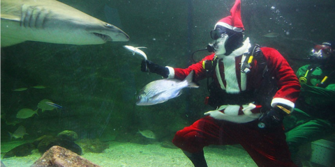 Ο Αγιος Βασίλης κάνει δώρα ακόμα και στους καρχαρίες