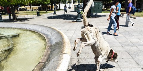 Με βουτιές στο συντριβάνι προσπαθεί να δροσιστεί ένας σκύλος στο κέντρο της Αθήνας  