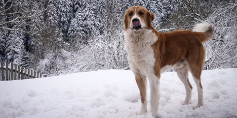 Η καλύτερή του με τα χιόνια στο Περτούλι -Φωτογραφία: Eurokinissi-ΝΙΚΟΛΟΠΟΥΛΟΣ ΑΝΤΩΝΗΣ