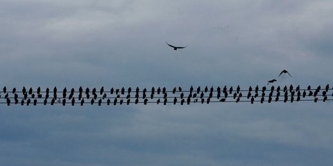 Λάρισα: Περιστέρια στην απόλυτη ευθεία!