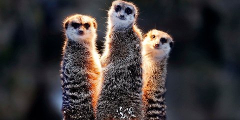 Σουρικάτες στον ζωολογικό κήπο της Φρανκφούρτης ζεσταίνονται με θερμαινόμενες λάμπες - Φωτογραφία: AP Photo/Michael Probst