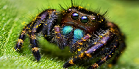 Φωτογραφίες απο πανέμορφες σπάνιες αράχνες [εικόνες]