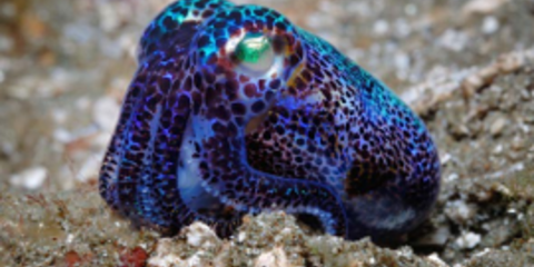 Ο σεξουαλικός μαραθώνιος εξοντώνει τα πανέμορφα Αυστραλιανά καλαμάρια [εικόνες]