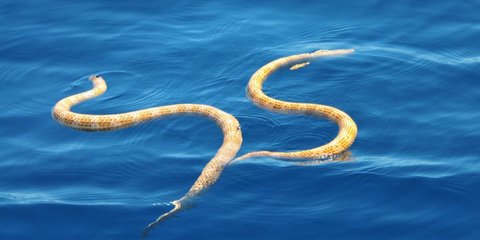 Οι εκπλήξεις της φύσης