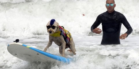 Και οι σκύλοι σερφάρουν