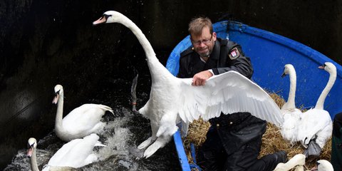  Ηρθε η ώρα να μπουν στα χειμερινά καταφύγιά τους οι κύκνοι του Αμβούργου -Φωτογραφία: Daniel Bockwoldt/dpa via AP