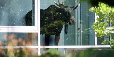 Τάρανδος μέσα σε γραφεία 