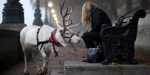 Τάρανδοι στους δρόμους του Λονδίνου! 