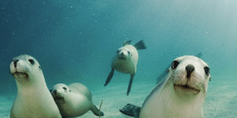 Σπάνιοι θαλάσσιοι λέοντες ποζάρουν με χάρη για τον φωτογραφικό φακό