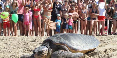 Θαλάσσια χελώνα στην Ηλεία...