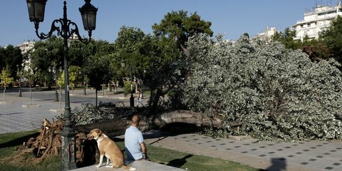 Πτώση δέντρου στην πλατεία Αριστοτέλους 