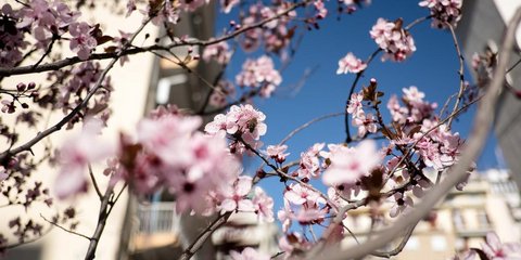 Ηλιόλουστη και... ανθισμένη Θεσσαλονίκη