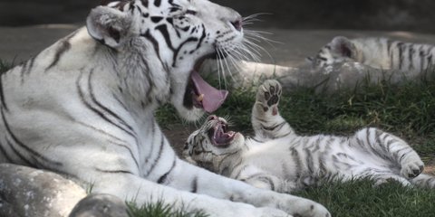 Η Κλαρίτα, η λευκή τίγρης του Ζωολογικού Κήπου της Λίμα στο Περού με τα μικρά της -Φωτογραφία: AP Photo/Martin Mejia