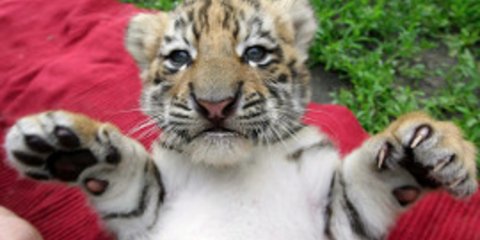 Τίγρεις μόνες και απροστάτευτες [εικόνες]