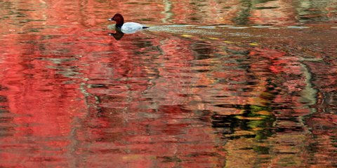 Φθινόπωρο στο Τόκιο -Φωτογραφία: AP Photo/Koji Sasahara