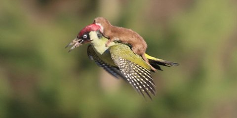  Δεν είναι photoshop -Τρυποκάρυδος μεταφέρει στην πλάτη του νυφίτσα!