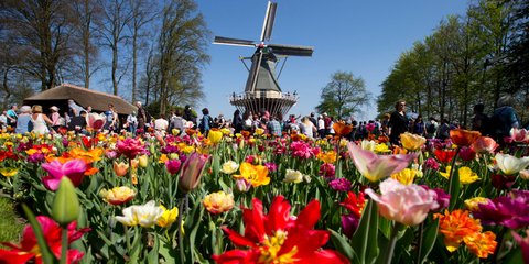 Ανοιξη «πνιγμένη» από τουλίπες στην Ολλανδία -Φωτογραφία: AP Photo/Peter Dejong