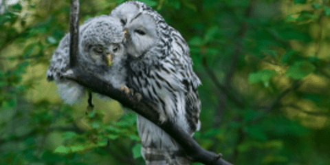 Κουκουβάγιες των Ουραλίων: Τρυφερές μητέρες και αδίστακτοι κυνηγοί [εικόνες]