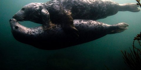 Δύο φώκιες κάνουν υποβρύχια παιχνίδια στα νησιά Farne, στη βόρεια Αγγλία. Η προστατευόμενη περιοχή φιλοξενεί μία τεράστια ποικιλία πανίδας. Ανάμεσά τους 23 είδη πουλιών, όπως επίσης μία σημαντική αποικία με γκρι φώκιες οι οποίες γεννούν εκεί τα μικρά τους
