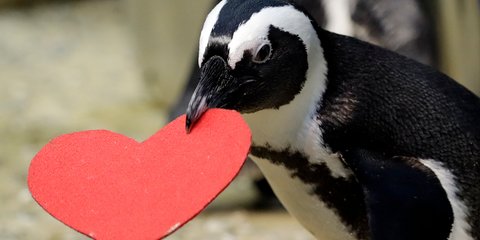 Πιγκουίνος στο Σαν Φρανσίσκο «γιορτάζει» την ημέρα του Αγίου Βαλεντίνου -Φωτογραφία: AP Photo/Marcio Jose Sanchez